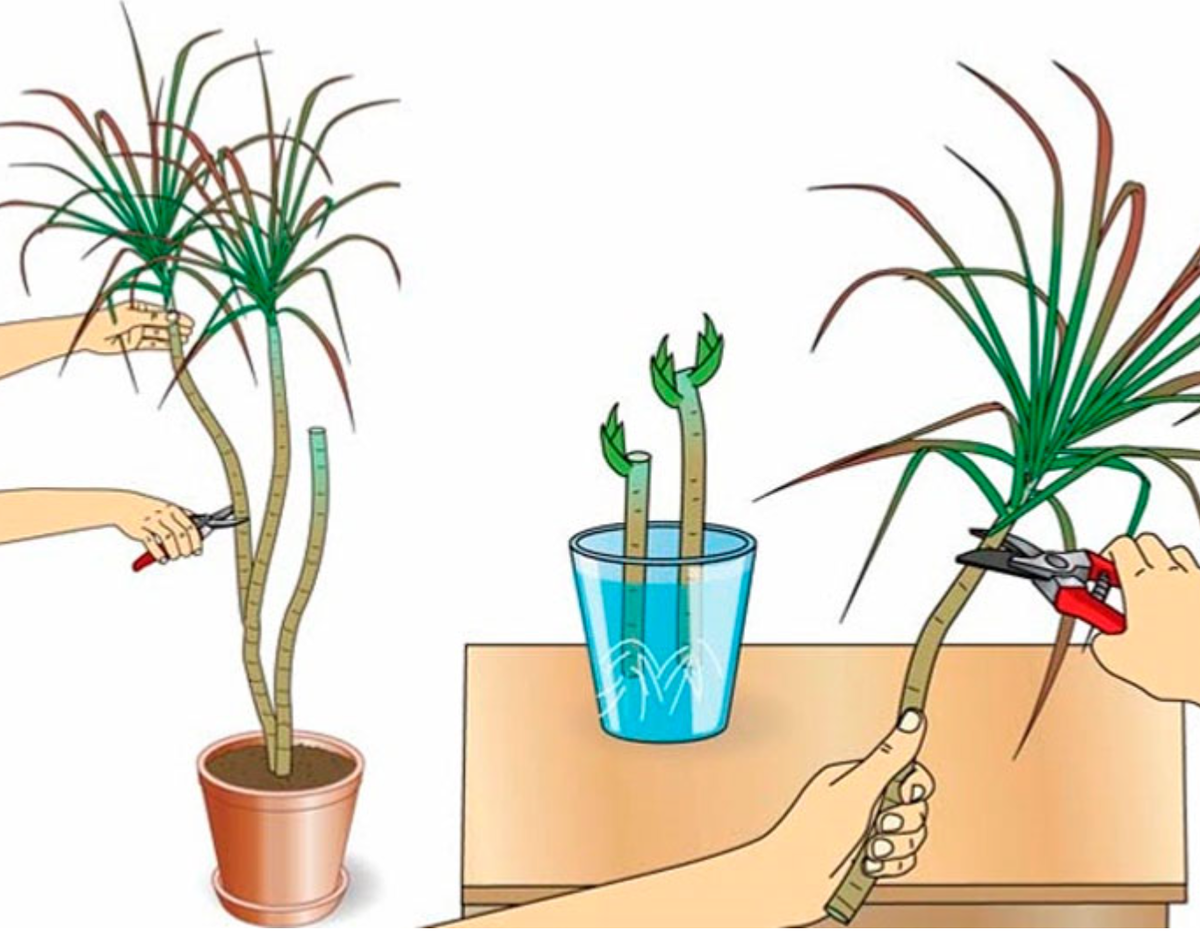 Обрезала драцену как укоренить. Драцена размножение. Пальма Драцена размножение. Пальма Драцена размножение черенками. Пальма Драцена Маргината размножение.