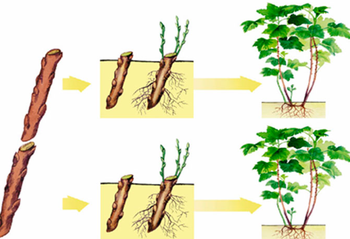 Отводка вегетативное размножение. Стеблевой черенок смородины. Вегетативное размножение смородины черенками. Стеблевые черенки вегетативное размножение. Размножение смородины стеблевыми черенками.