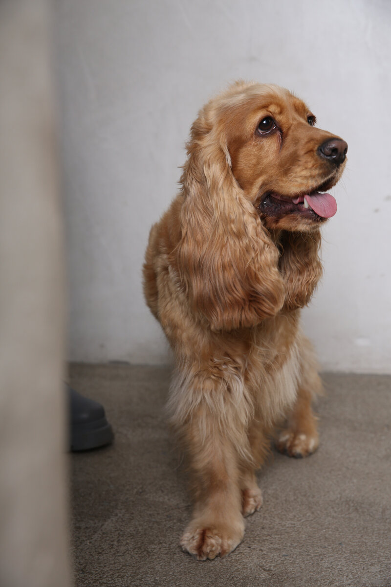 Английским, к сожалению, не владеет. Но вот обаянием через край)