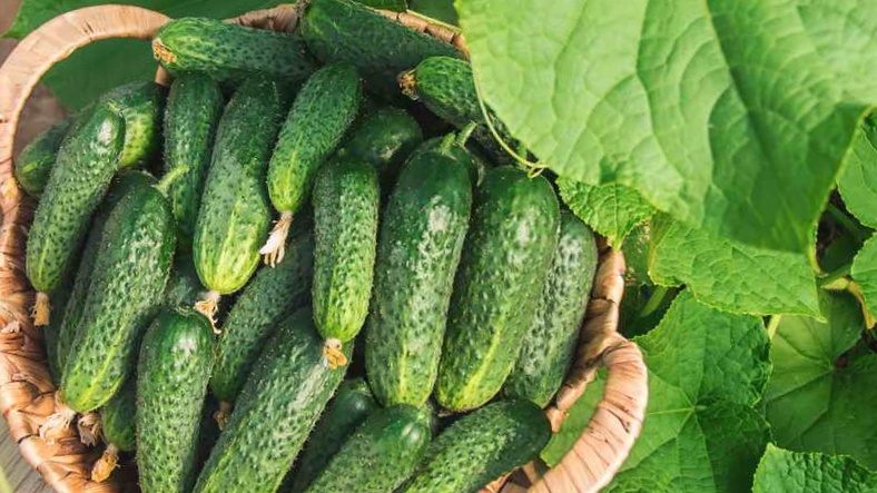 «Никогда не подведут»! — мои лучшие огурцы для теплицы. 7 сортов, если не хотите быть без урожая (проверено годами)