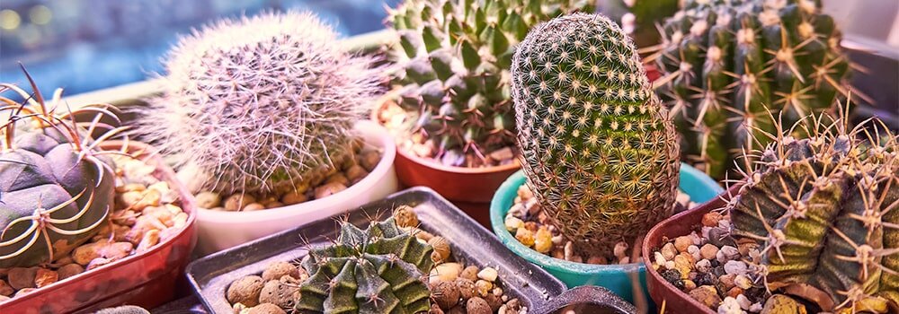 Как ухаживать за кактусами в домашних условиях: требования к уходу и советы