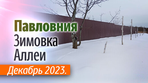 Аллея Павловнии на 10.12.2023. Зимовка.