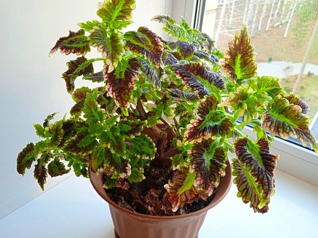 Колеус зимой на подоконнике: хроники из жизни этого декоративно - лиственного растения