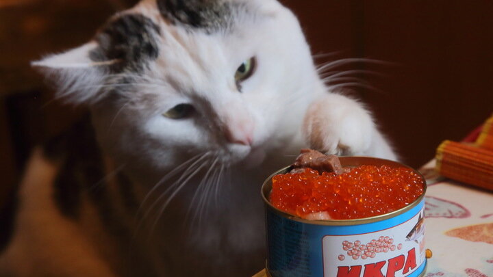 ZAMIR USMANOV/GLOBALLOOKPRESS