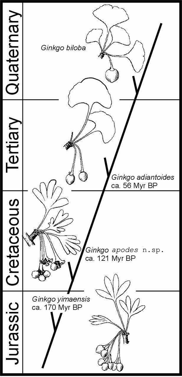 Основные этапы эволюции рода Ginkgo в последние 170 млн. лет показаны на рисунке. Налицо сокращение рассеченности листа и уменьшение числа семяпочек в мегастробиле, увеличение размера семян, укорочение ножки, на которой они сидят. Уже 56 млн. лет назад G. adiantoides почти не отличался по этим признакам от современного вида. Источник рисунка - Zhou, Zhiyan; Zheng, Shaolin (2003) Palaeobiology: The missing link in Ginkgo evolution. Nature 423 (6942): 821–822