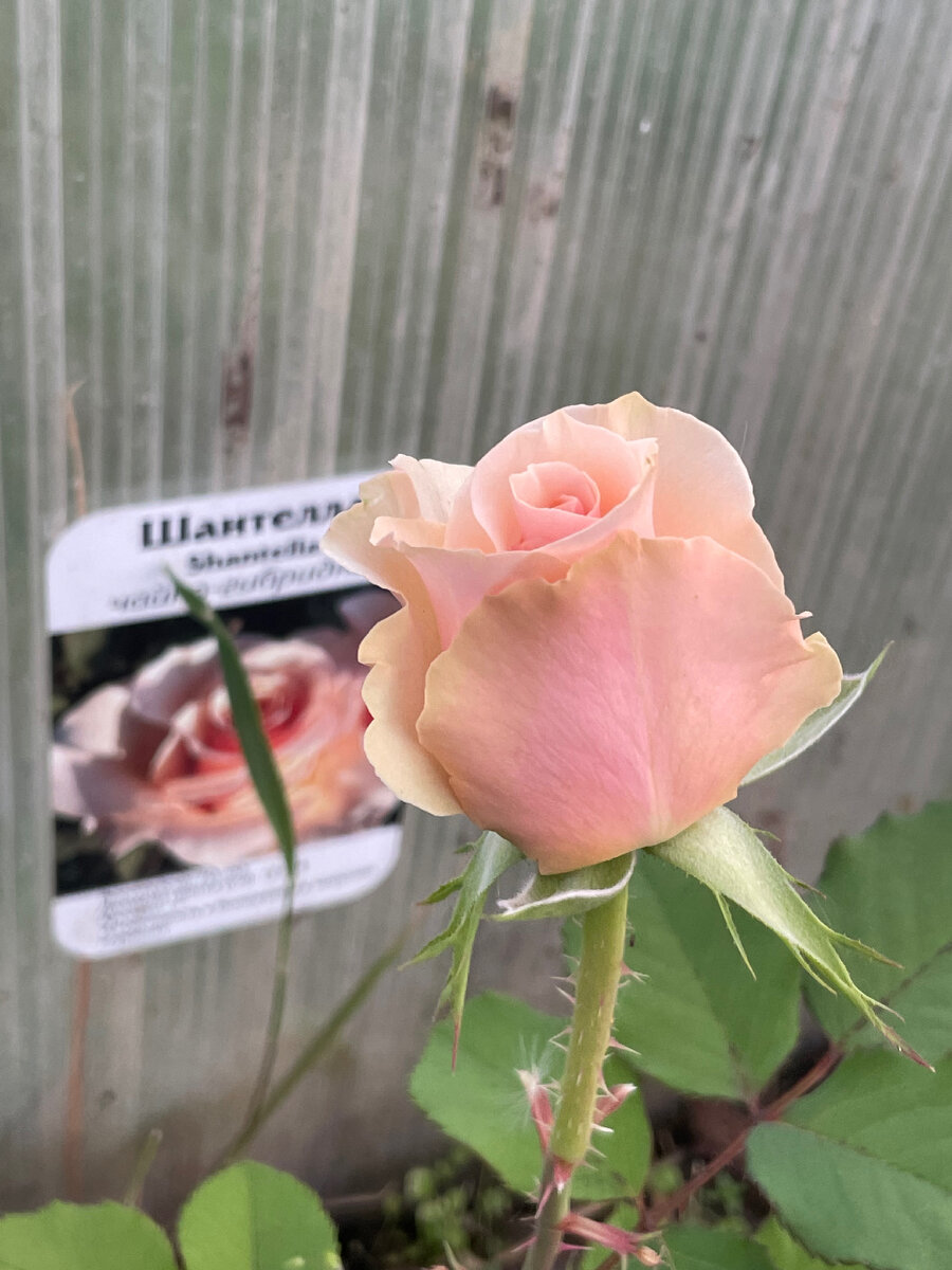 Роза, которую я оставила в теплице