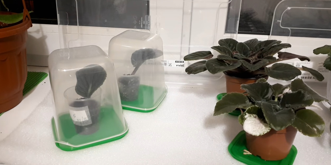 Фиалки и Зима! Как защитить? Как ухаживать?