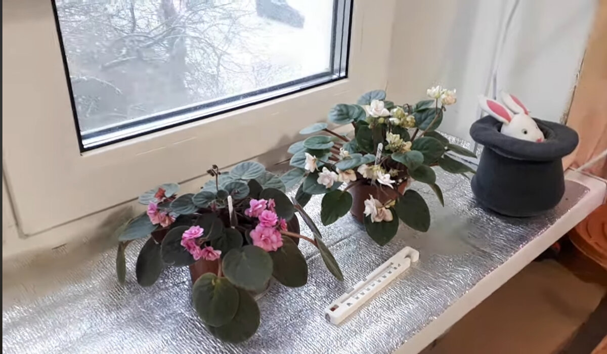 Фольгированная сторона утеплителя отражает дневной свет - фиалки рады)))