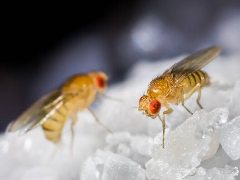    В ТюмГУ показали, что нефть влияет на организм дрозофил / © Getty images