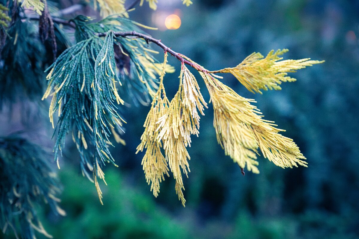 Фото с бесплатного фотоистока https://unsplash.com, автор Oleg Demakov