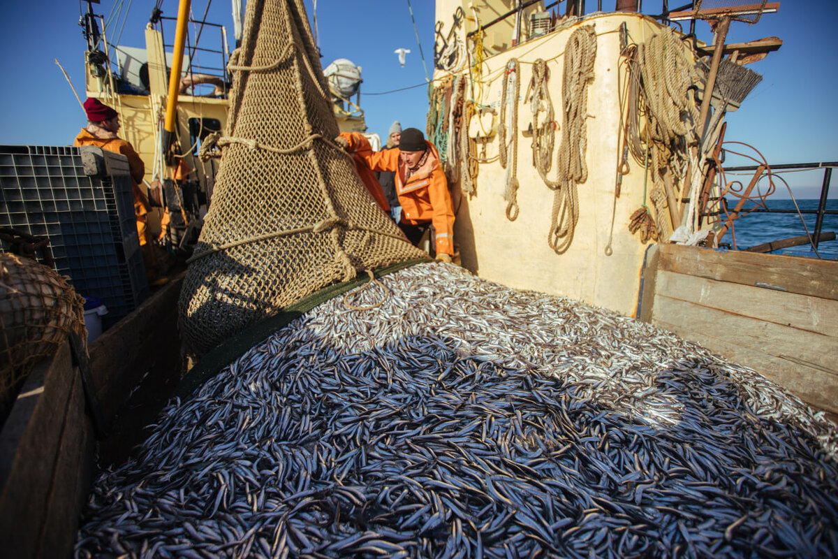Фото: Денис Яковлев, «Краснодарские известия»