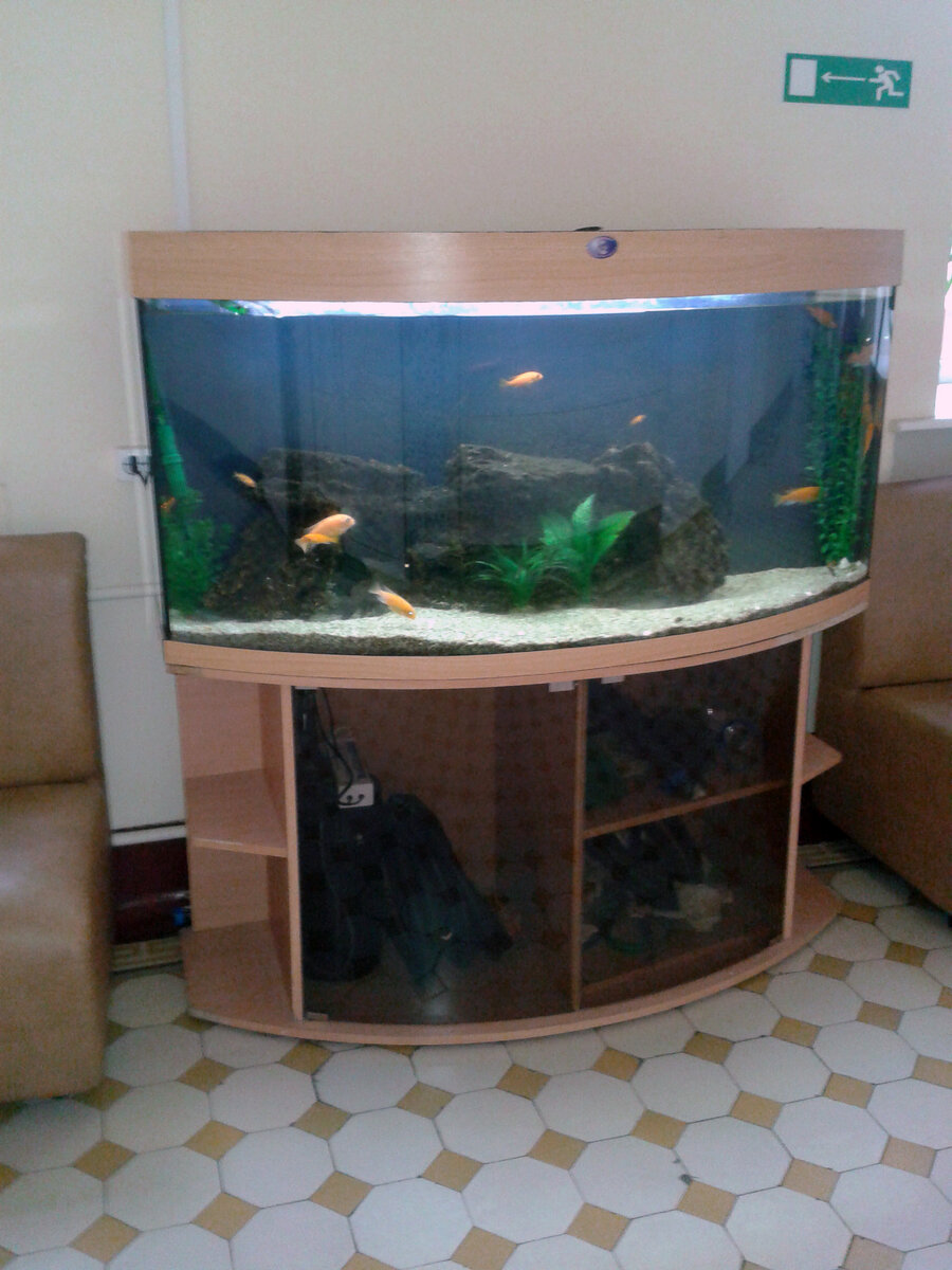 Рыбки на Дородовом отделении института Отта