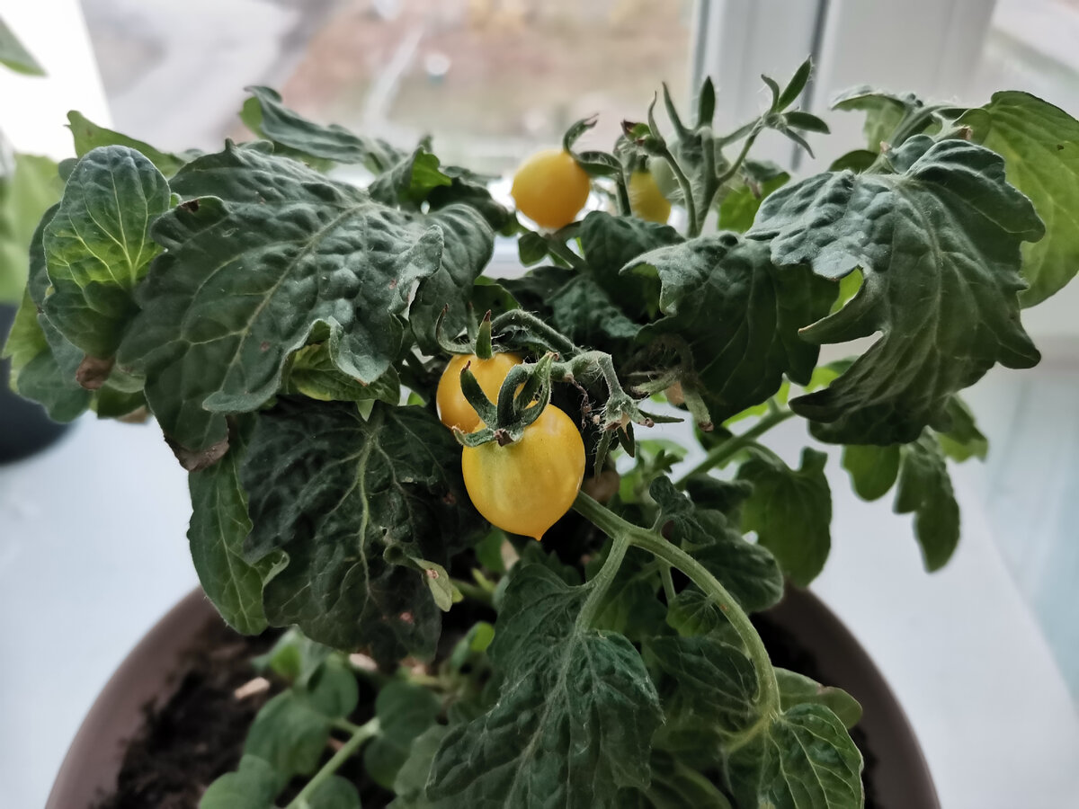 Томат Синичка на окне