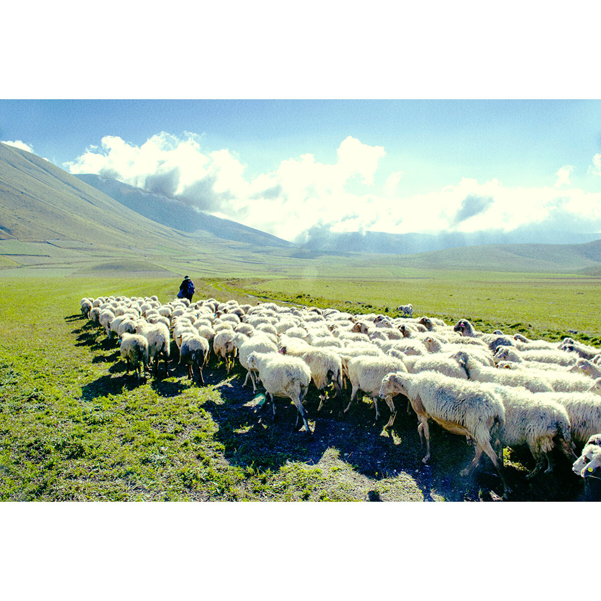 Отара овец фото картинка 