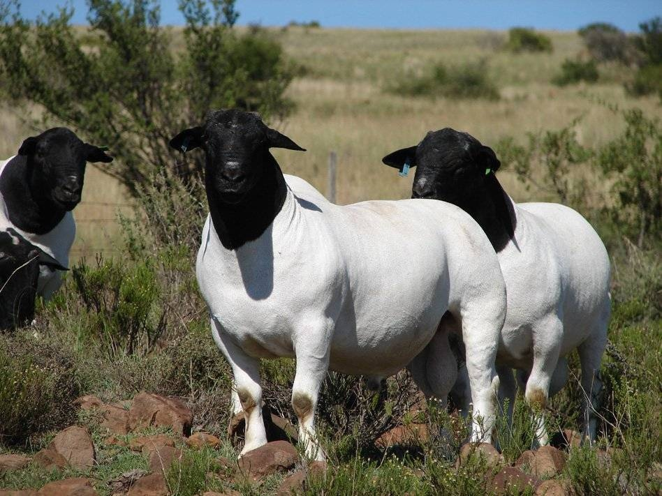 Раскраска в детстве: наглядно — голову раскрасишь, остальное когда-нибудь потом.