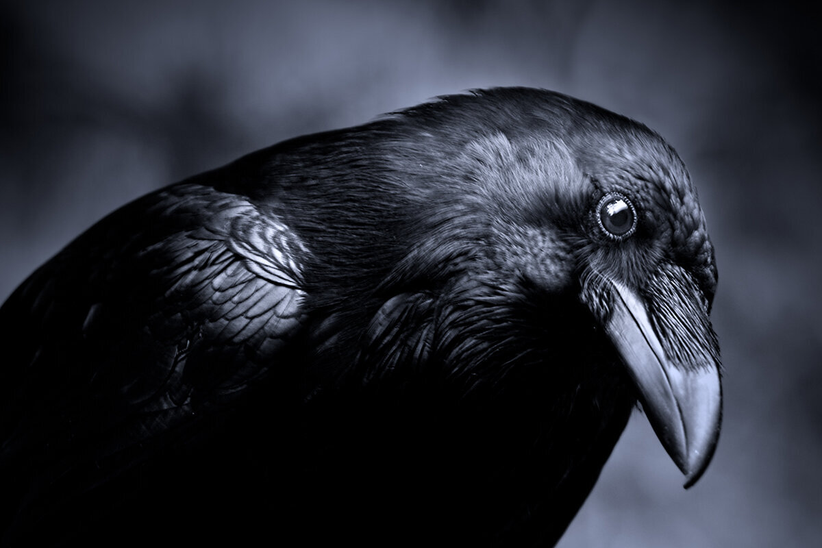 Crow finding. Каркнул ворон невермор. Ворон Трейси. «Мудрый ворон». Ворона.