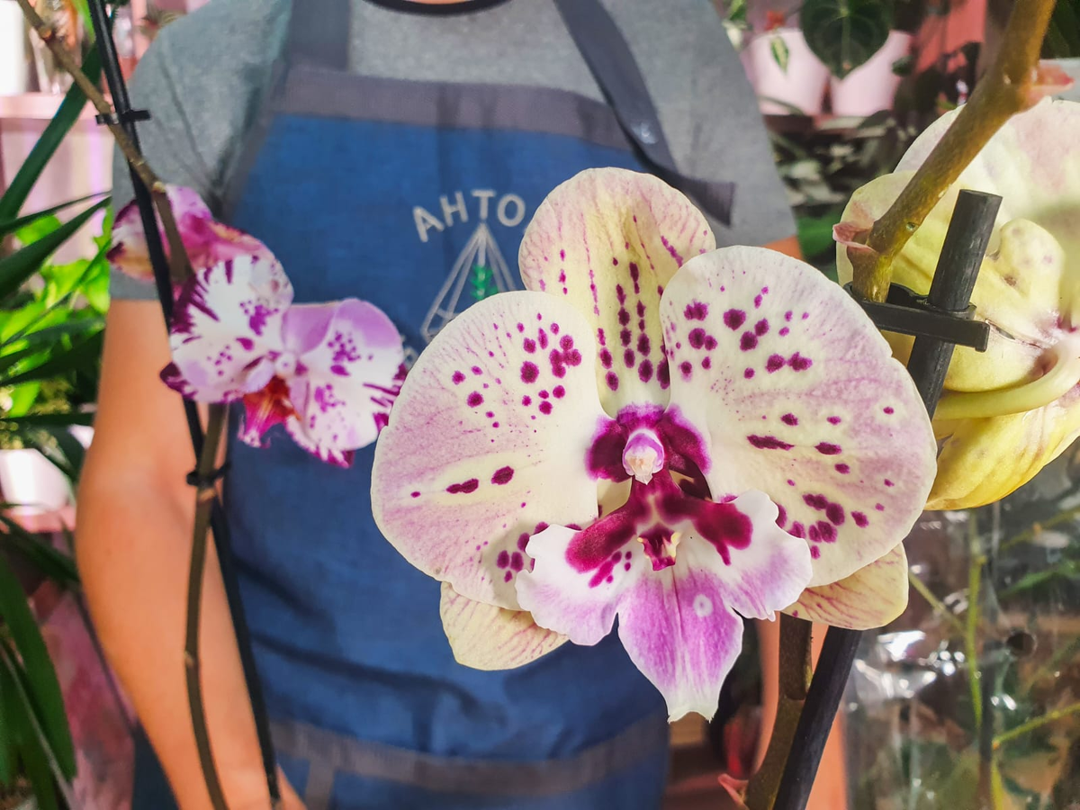 Орхидея в подарок: выбор, цены, оформление