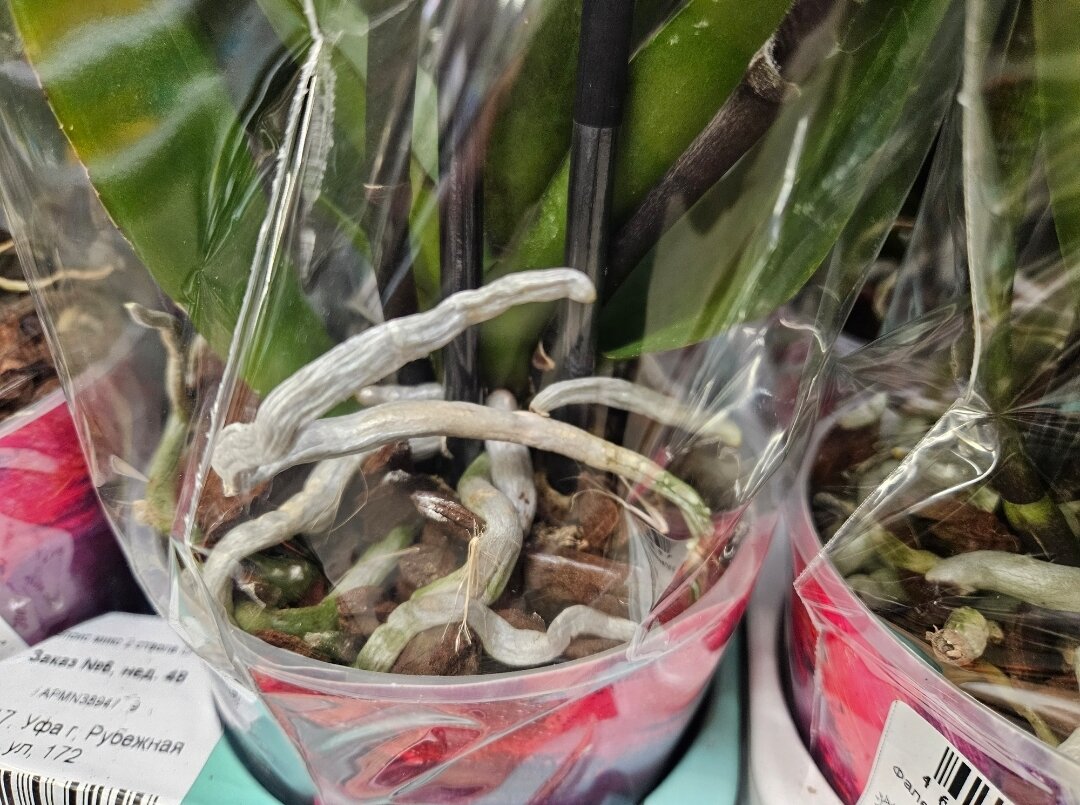 Серебристые корни - залог здорового растения