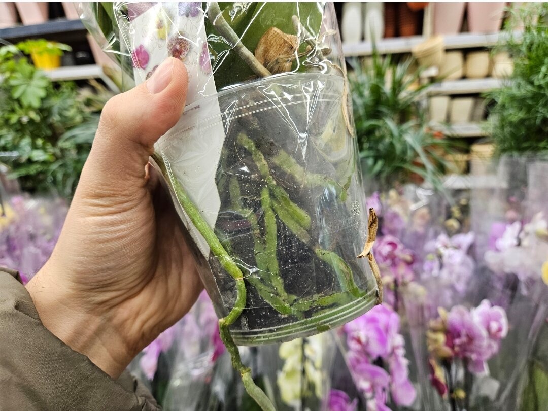 Как упаковать Орхидею в подарок. Мастер класс практической флористики. | Флористика, Каллы, Орхидеи