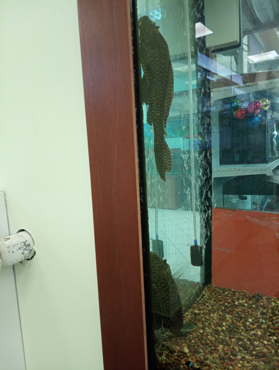 Я как эти рыбы. Ни жив, ни мертв, двигаться не хочется :) а где-то там фоном Новый год :)