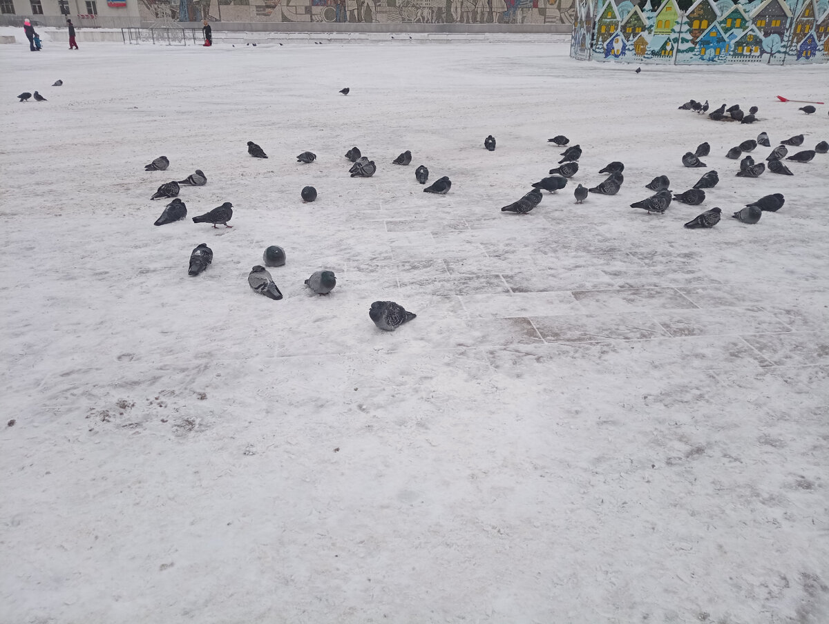 Грустные голуби