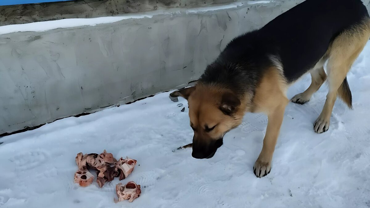     В Нижнекамске местная жительница рассказала о произошедшем возле одного из торговых центров. Она возмутилась жестокости одного из охранников.
