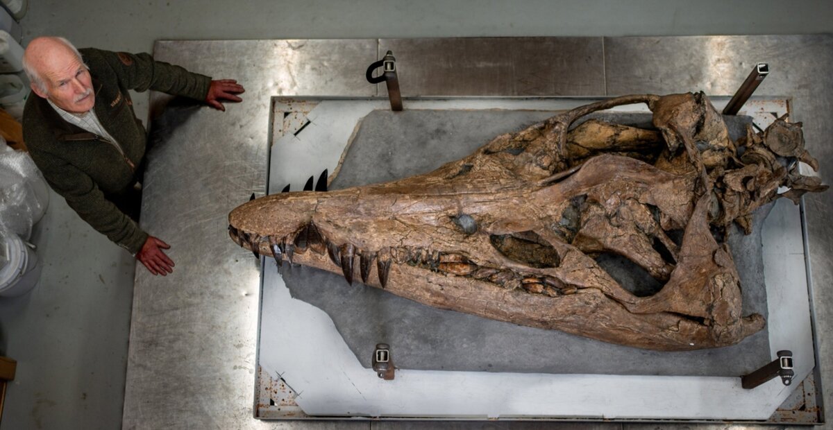 Череп морского монстра из Дорсета.