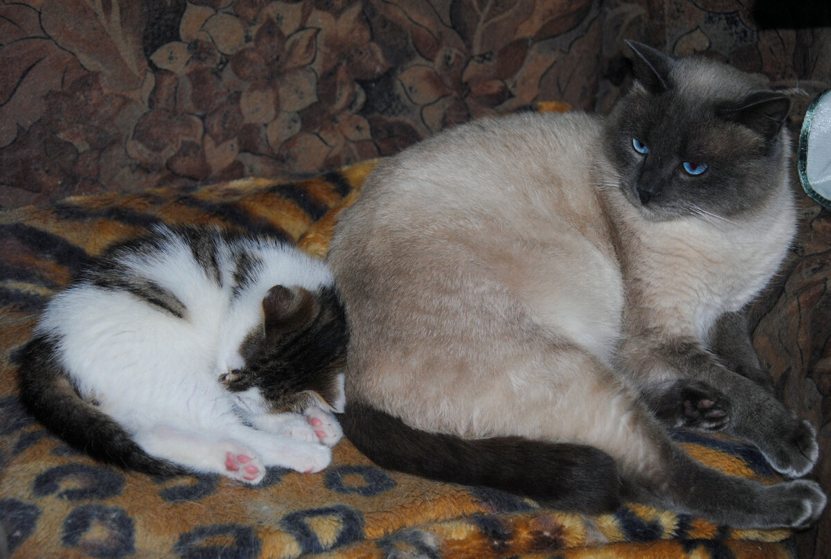 Томас и Стёпка