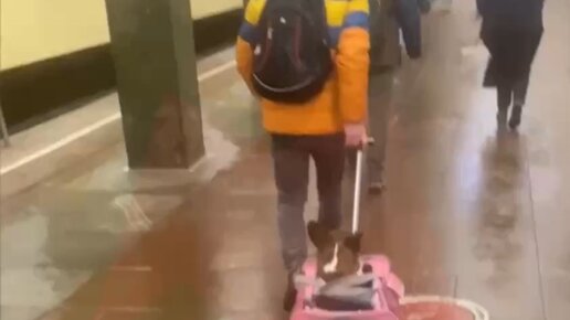 Новости Москвы | Собачье такси #Москва #метро #метромосквы # ...