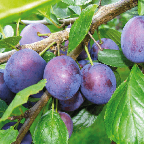 Фото с просторов. Сорт именно тот, чемальская синяя, 