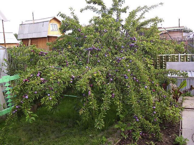 а питомник, с которым я сотрудничаю, пока погожу рекламировать))