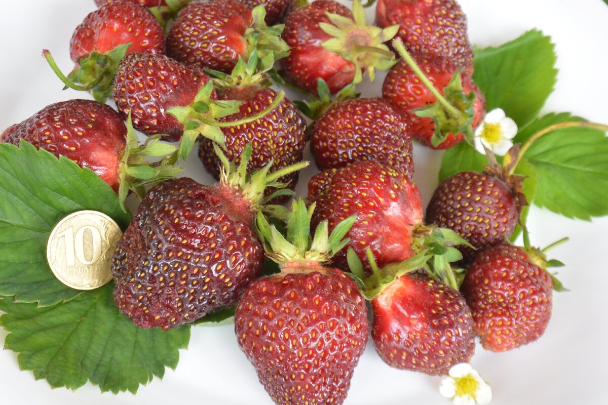 Чёрный лебедь (якобы)