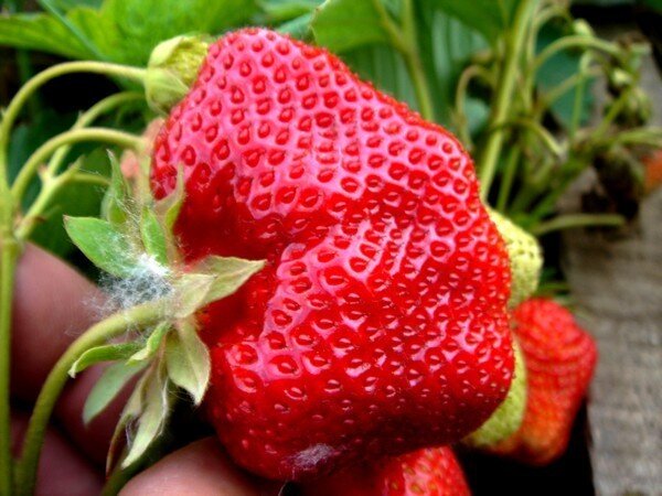 Ну, это-то точно Гребешок по нему видно