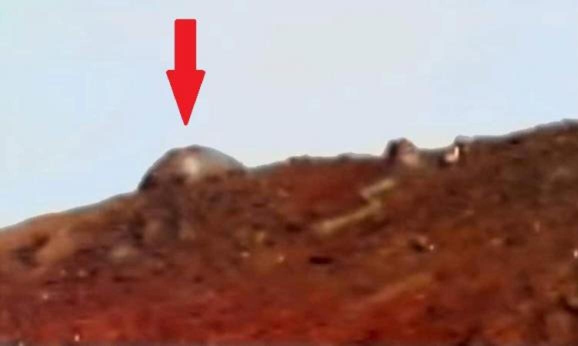 Источник фото: https://x-files.site/images/news/98/7/3/drevsnetna_2_t5.jpg