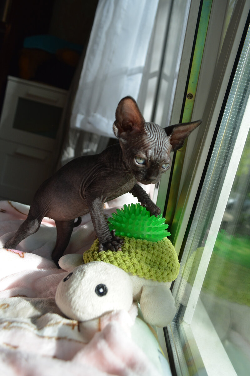 ÐÐ½Ð¾Ð¿Ð»Ð°Ð½ÐµÑÐ½Ð¾Ðµ ÑÑÑÐµÑÑÐ²Ð¾ Ð¿Ð¾Ð´ Ð½Ð°Ð·Ð²Ð°Ð½Ð¸ÐµÐ¼ ÐºÐ°Ð½Ð°Ð´ÑÐºÐ¸Ð¹ ÑÑÐ¸Ð½ÐºÑ Ð¿ÑÐ¸ÑÑÐ³Ð¸Ð²Ð°ÐµÑ Ðº ÑÐµÐ±Ðµ Ð²Ð½Ð¸Ð¼Ð°Ð½Ð¸Ðµ Ð°Ð±ÑÐ¾Ð»ÑÑÐ½Ð¾ Ð²ÑÐµÑ, ÐºÑÐ¾ ÐµÐ³Ð¾ Ð²Ð¸Ð´Ð¸Ñ.-6