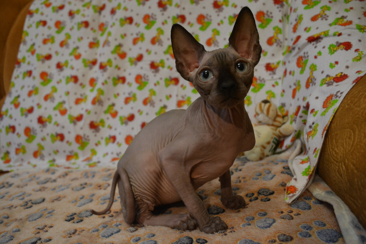 Discover Adorable Sphynx Kittens - ALVI-KITTENS