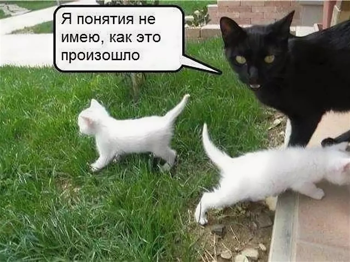 Приколы с котами. Кошки приколы до слёз. Смешные котики с надписями. Котики смешные с надписями до слез.