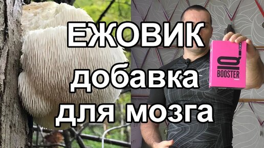 ЕЖОВИК - добавка для мозга