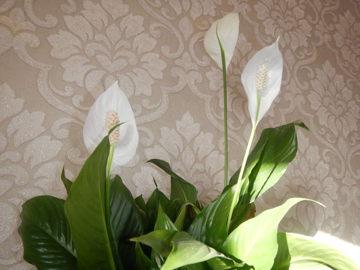 Спатифиллум. Фото автора.