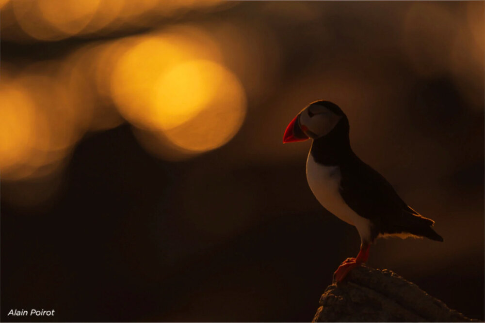    Фото: Alain Poirot