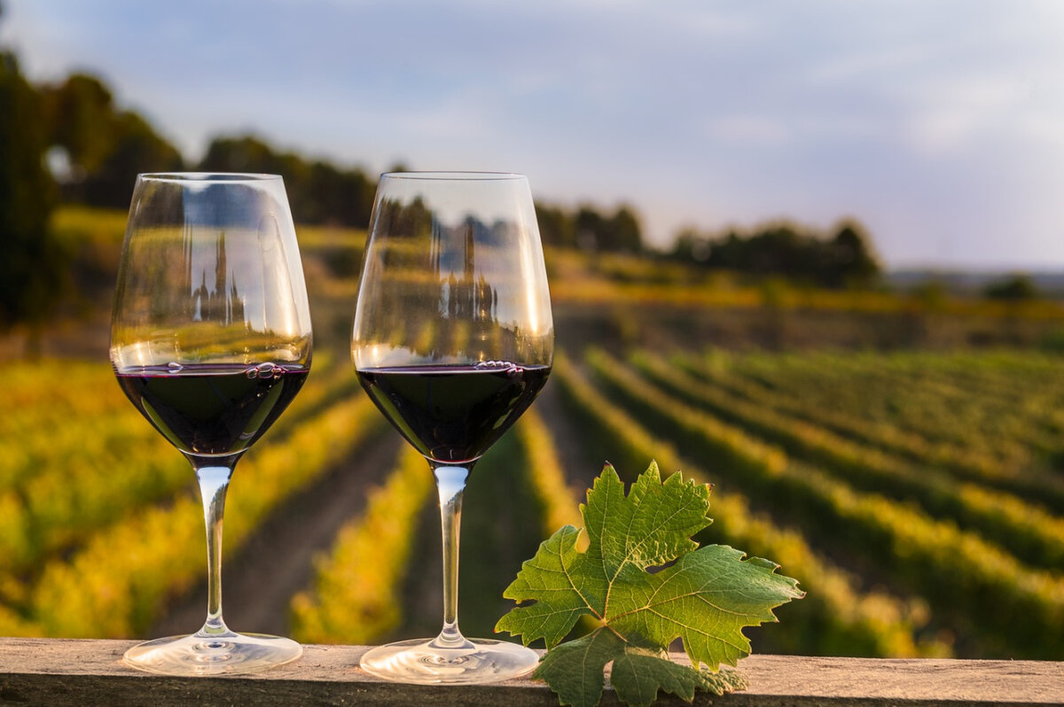 Вина слушать. Chateau Pinot («Шато Пино») винодельня. Винодельня Шато Пино осенью. Винный туризм в России. Вина Испании