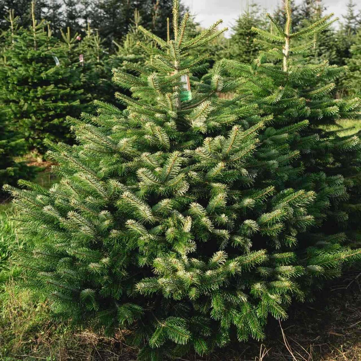 Выбираем новогоднее дерево. Что лучше пихта Нордмана или пихта Фрайзера? |  Feel Green | Дзен