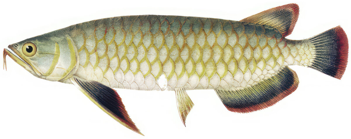 Scleropages formosus