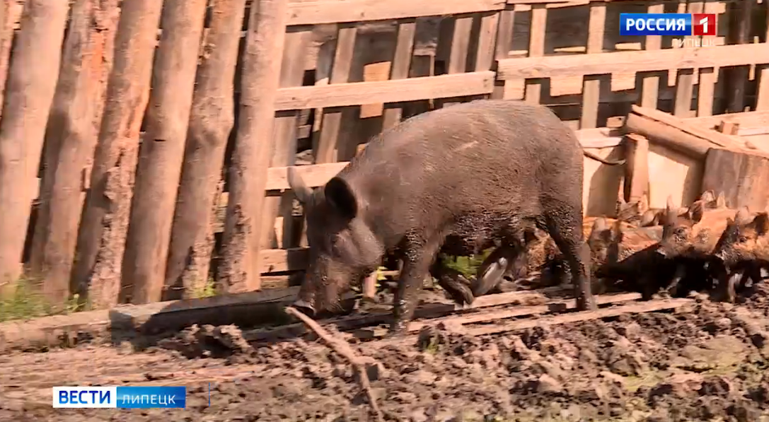 что ждет кабанов в 2024