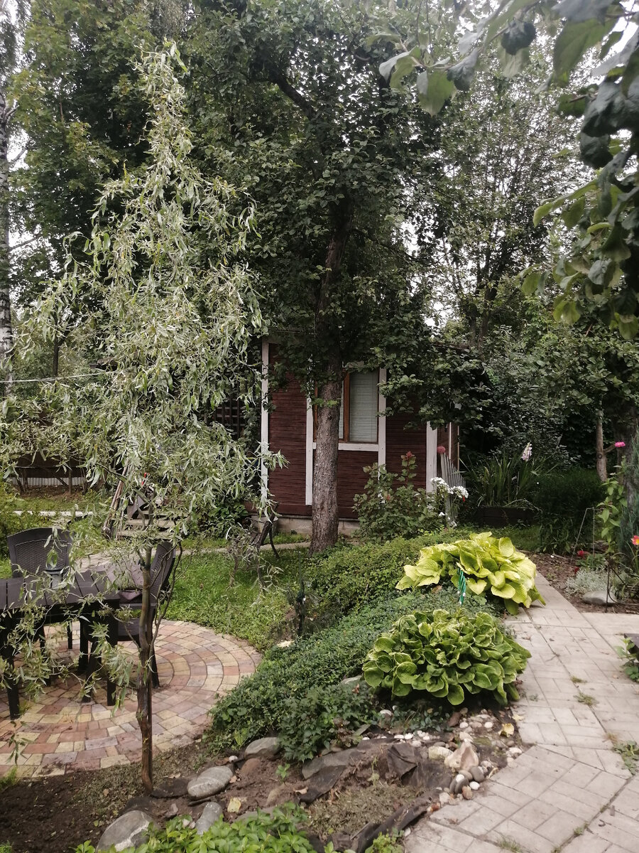 2023 год, выкопала испортившуюся хосту. Яма видна в самом низу фото. Дальше листайте, нафотошопила.