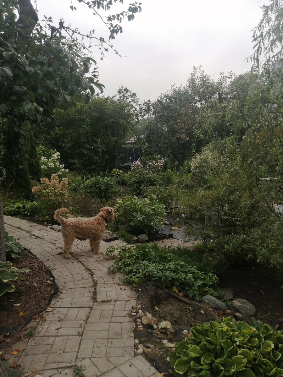 Между хостой (нормальной, она не портилась) и пахизандрой яма. Дальше тоже нафотошопила.