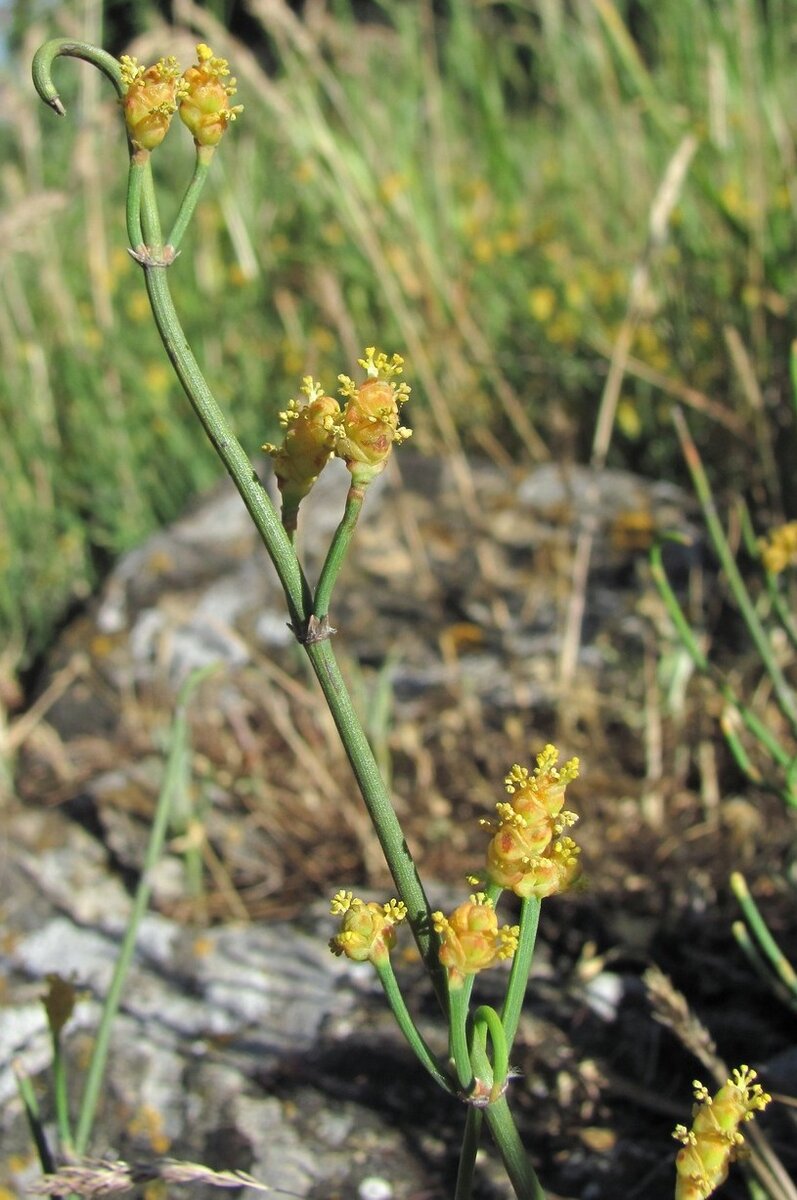 Ephedra distachya с Северного Кавказа. Мужские шишки в период вылета пыльцы