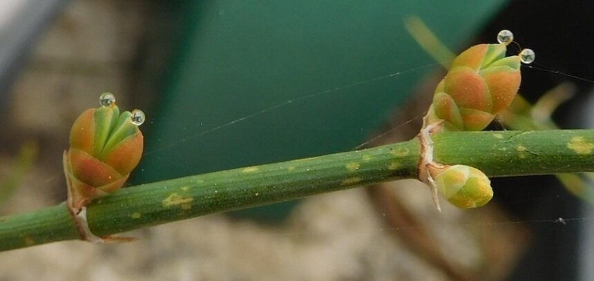 Женская шишка центрально-азиатского вида Ephedra gerardiana