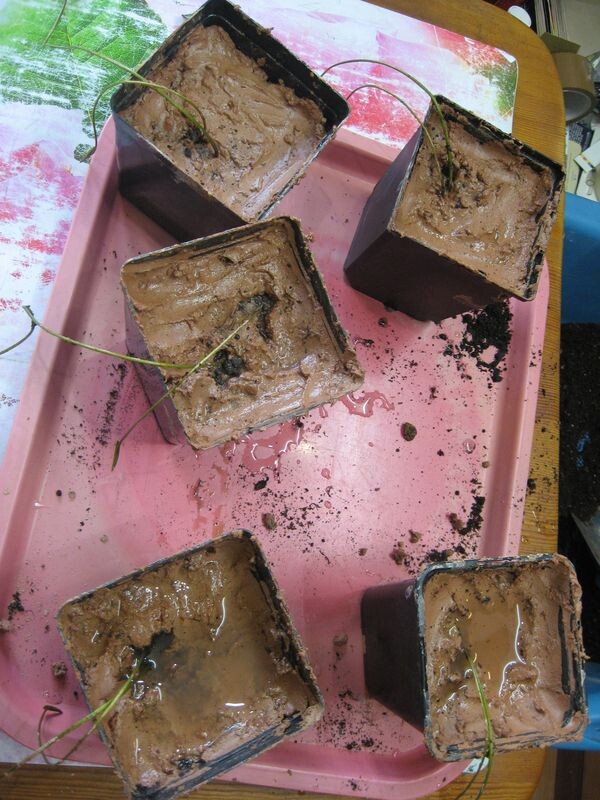 Лотосы посажены в горшочки: про грунт читайте в статье - моё фото