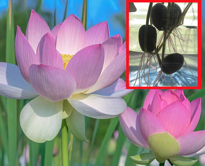 Цветущие лотосы и в красной рамке сеянцы уже с корнями - моё фото